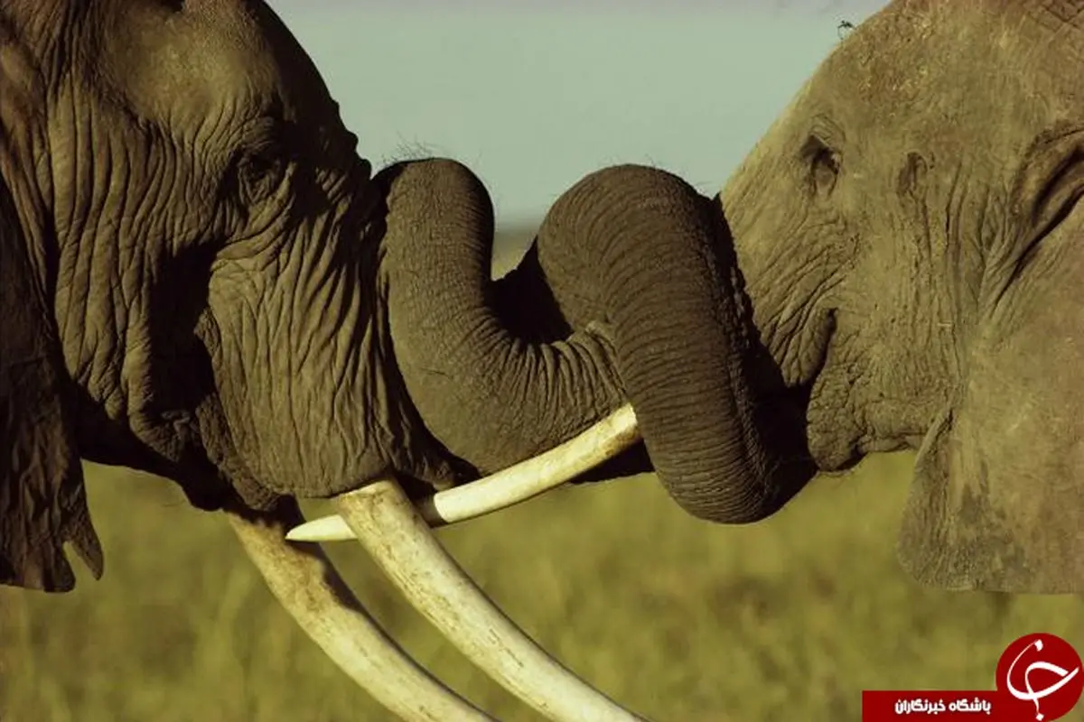 عکس روز نشنال جئوگرافیک، شاخ به شاخ شدن دو فیل در کنیا