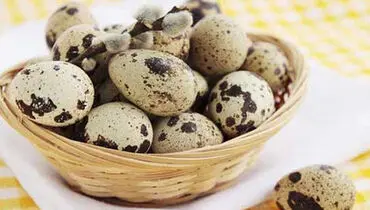 فواید تخم بلدرچین؛ از درمان ریزش مو تا کم خونی و بی اشتهایی