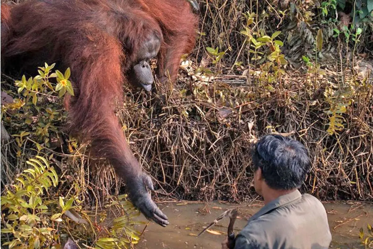 تازه‌ترین شگفتی حیات وحش؛ اورانگوتانی که یک محیط‌بان را نجات داد+عکس