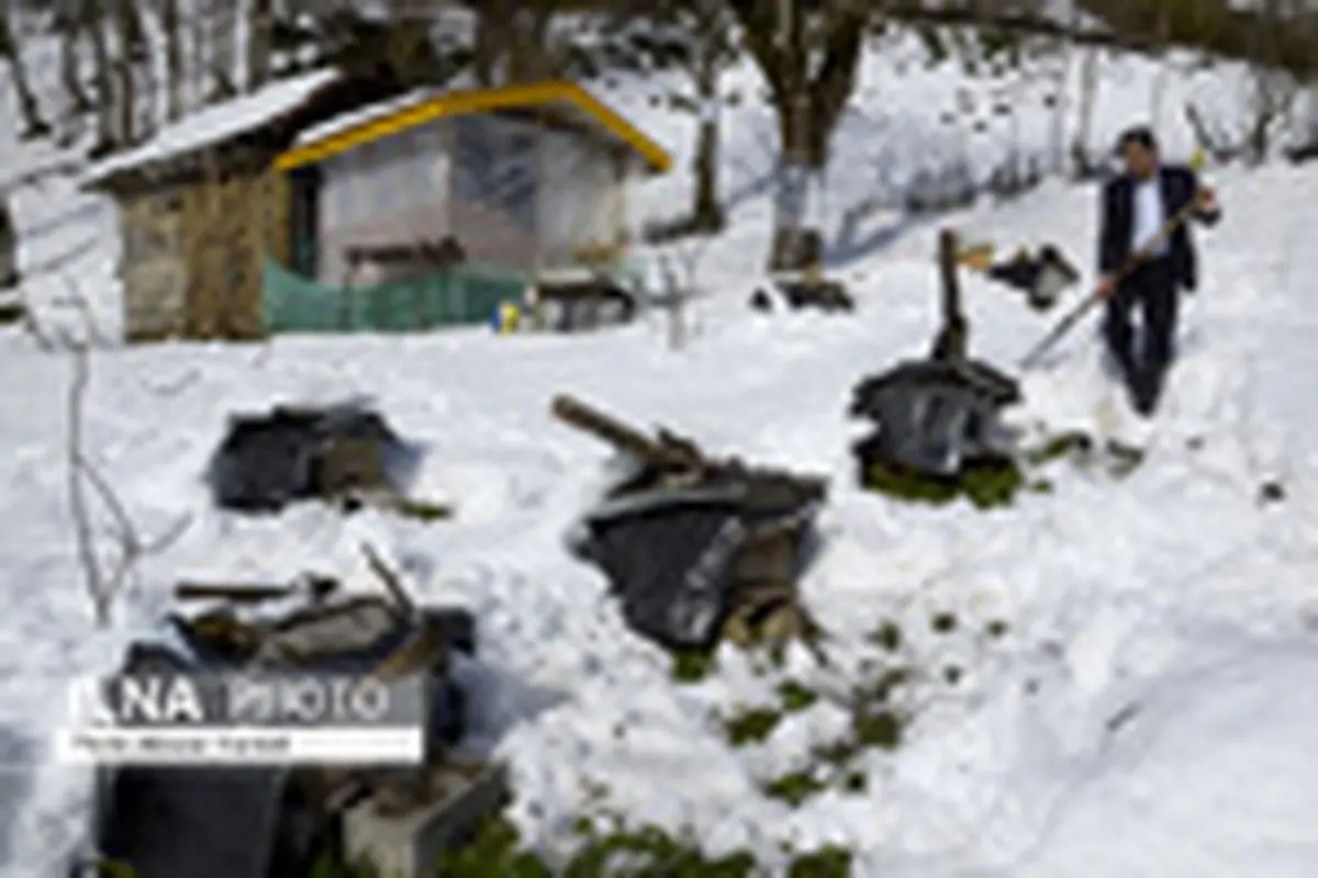 خسارات ناشی از بارش برف در شهرستان سیاهکل