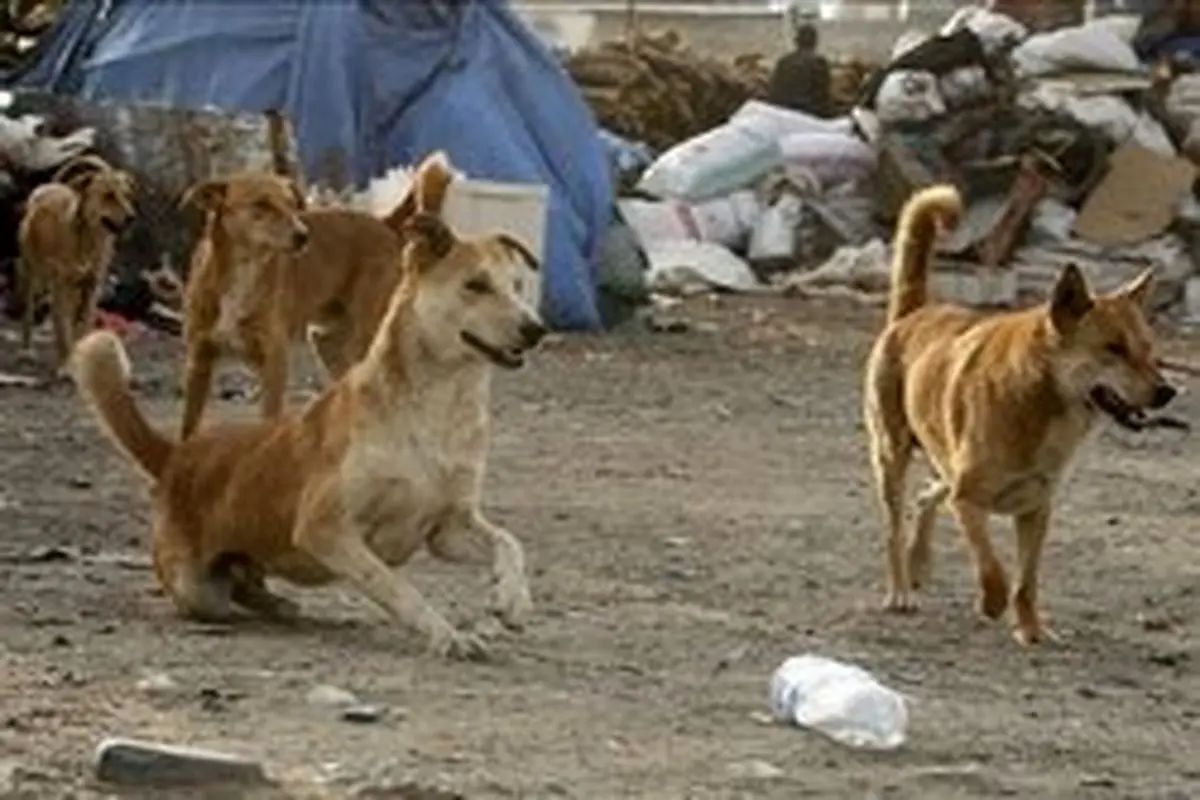 حمله سگ ولگرد به دانش‌آموزان در بندر ترکمن