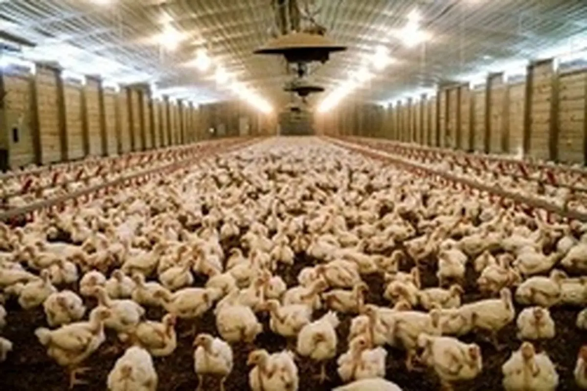 تکذیب استفاده از ماده مخدر در غذای مرغ