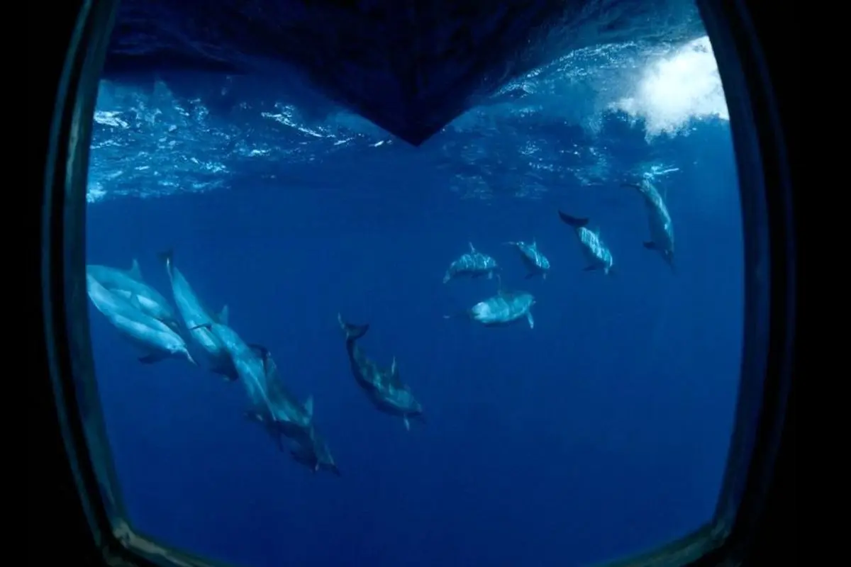 عکس روز نشنال جئوگرافیک، شنای دلفین‌ها