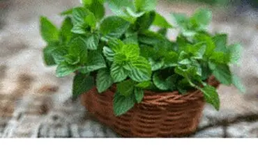 گیاهانی شگفت انگیز برای آرامش اعصاب روان
