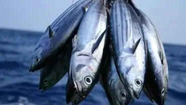 تغییرات قیمت ماهی در ۵ سال گذشته