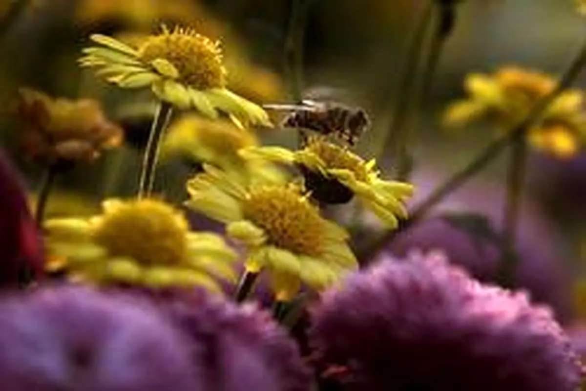 معمای حرکت ۱۵۰۰ گونه‌ای زنبور‌ها و نتایج دانشمندان