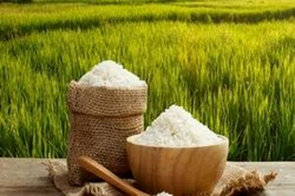 قیمت برنج هندی در بازار چند است؟