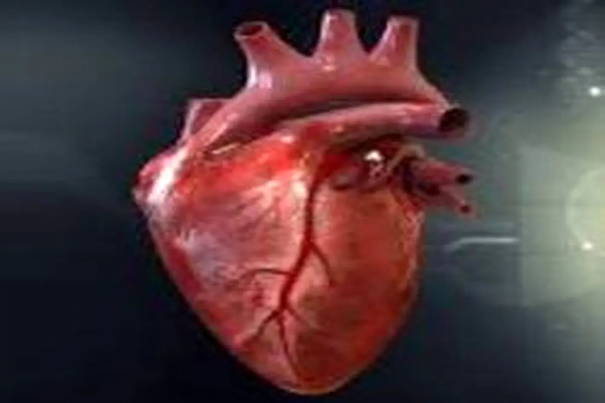 چربی‌های اطراف رگ‌های قلب، نقش حفاظتی دارد