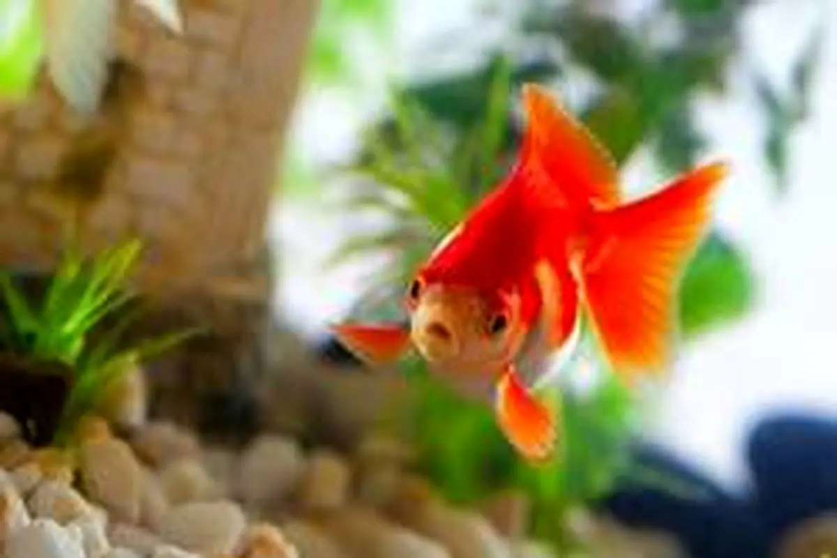 ماهی قرمز سالم چه نشانه‌هایی دارد؟