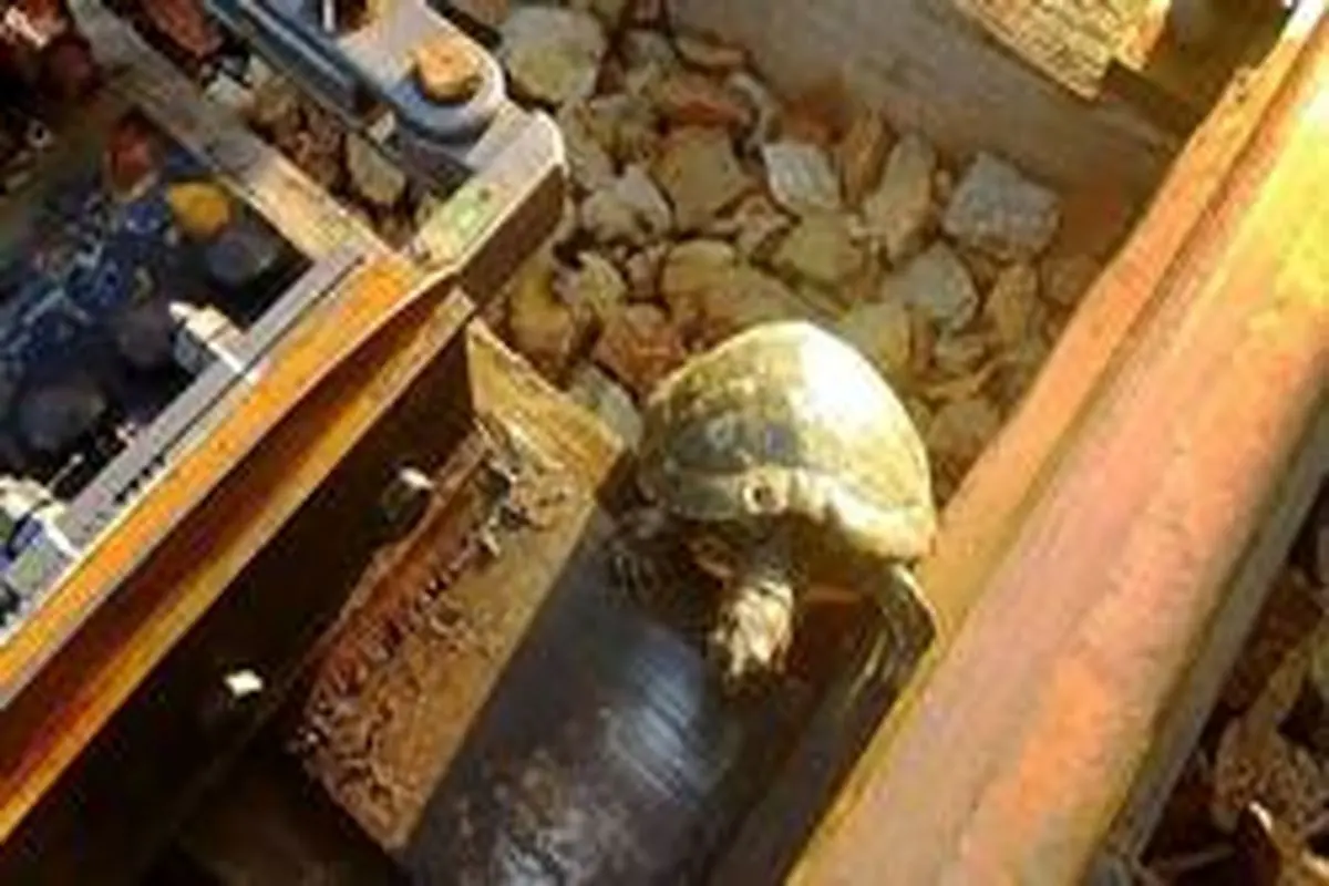 راه حل ژاپنی‌ها برای کمک به عبور لاکپشت‌ها از ریل قطار+تصاویر