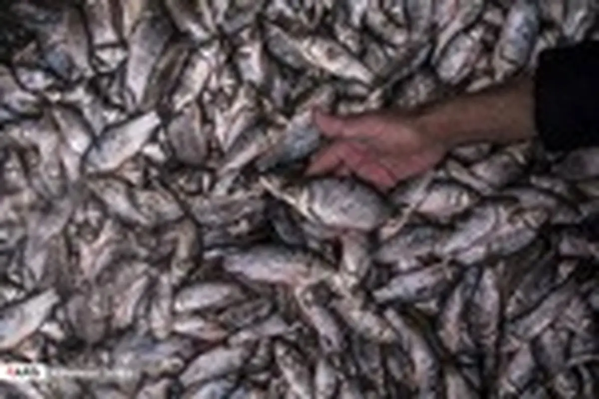 صید ماهیان استخوانی در دریای خزر