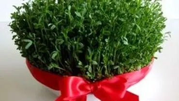 آموزش کاشت سبزه عدس