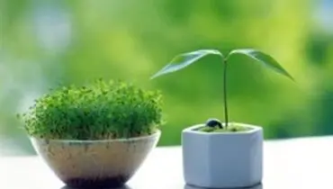 چطور سبزه عید را خودمان درست کنیم؟