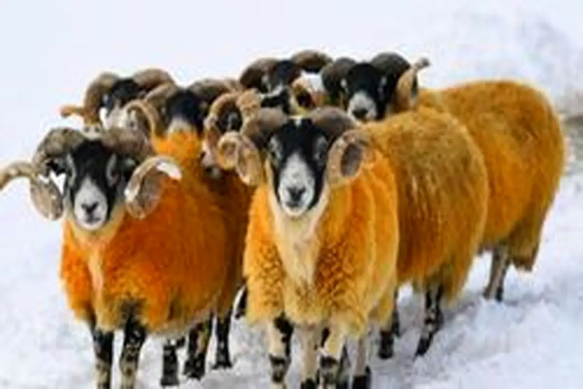 دامدار اسکاتلندی به خاطر بوکس با گوسفندان جریمه شد