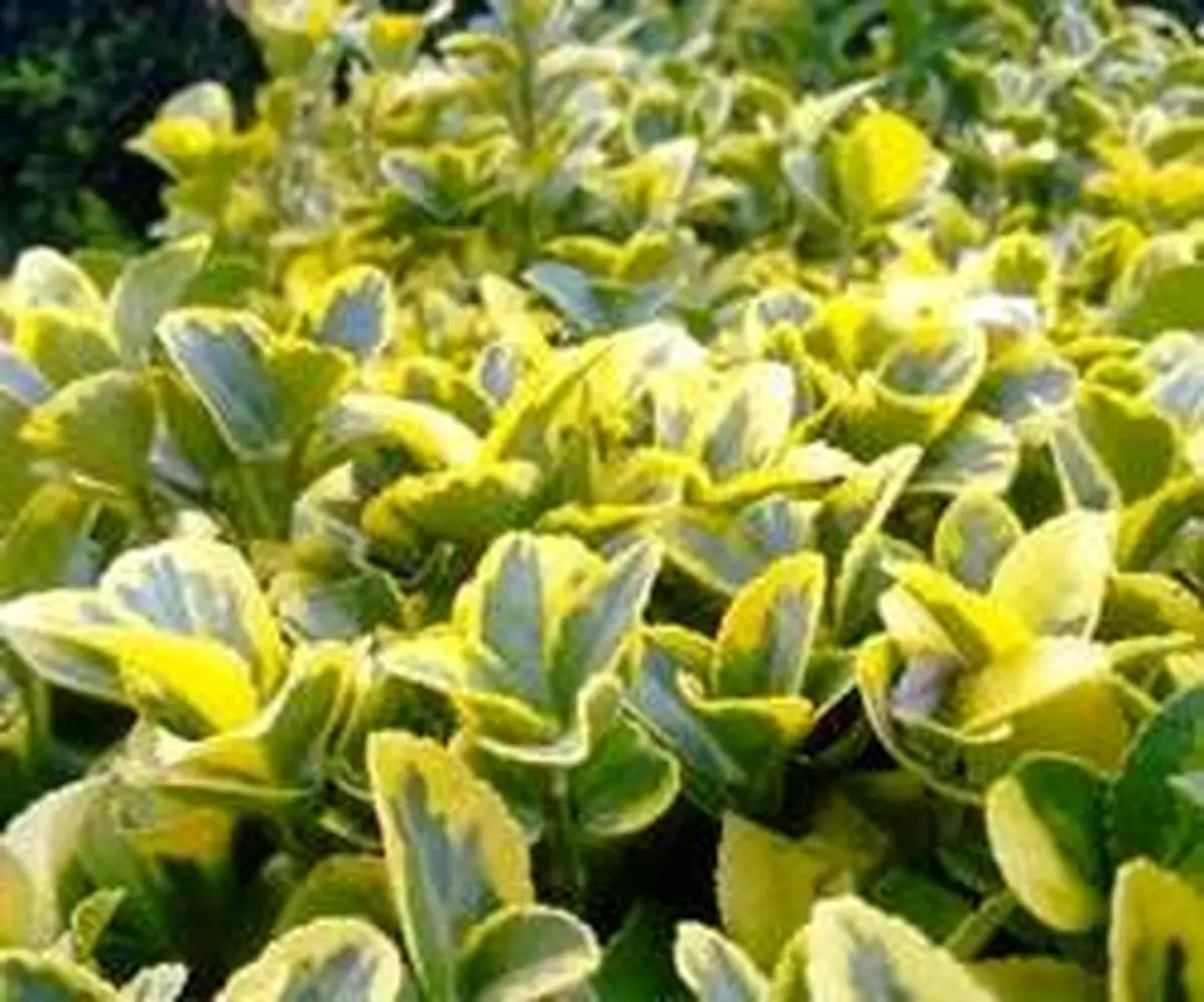 اصول نگهداری و پرورش گیاه زیبای شمشاد