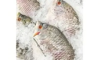 آیا ویروس کرونا در فریزر از بین می رود؟+ پاسخ به چند سوال مهم کرونایی
