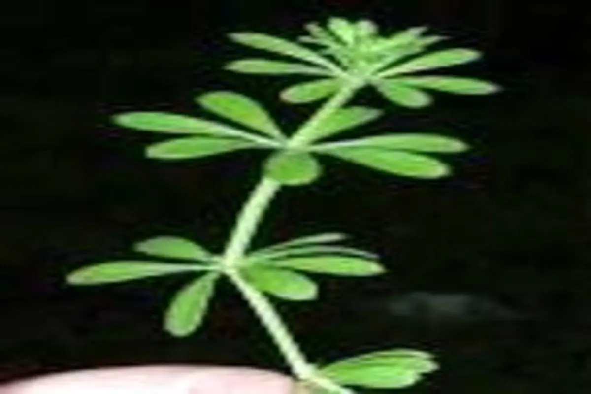 کدام گیاهان برای درمان پسوریازیس مفیدند؟