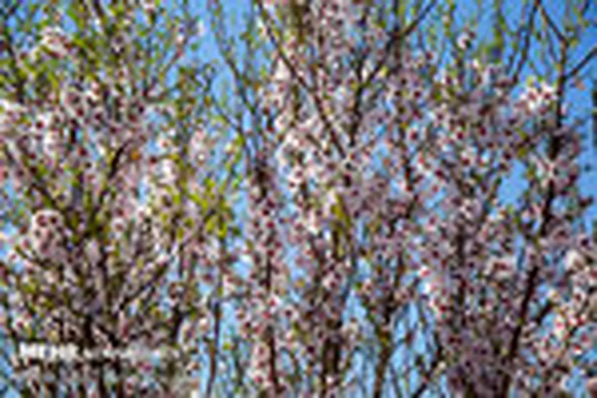 شکوفه‌های بهاری در یزد