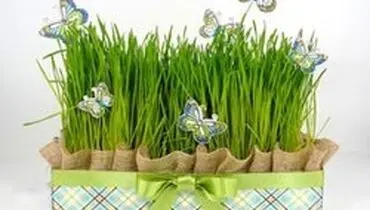 چطور سبزه هفت سین را آماده کنیم؟