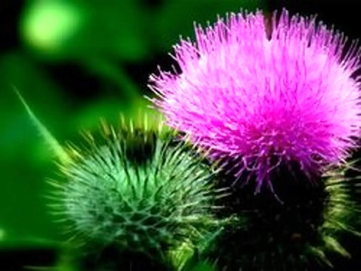 آشنایی با خواص دارویی خار مریم و نحوه مصرف آن