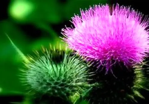 خار مریم؛ گیاهی با ترکیبات هدفمند برای سلامت کبد

