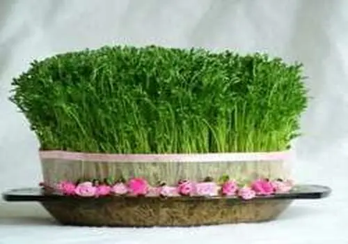 روش کاشت سبزه عید با هسته خرما