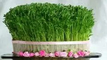 روش صحیح سبز کردن سبزه عید با عدس