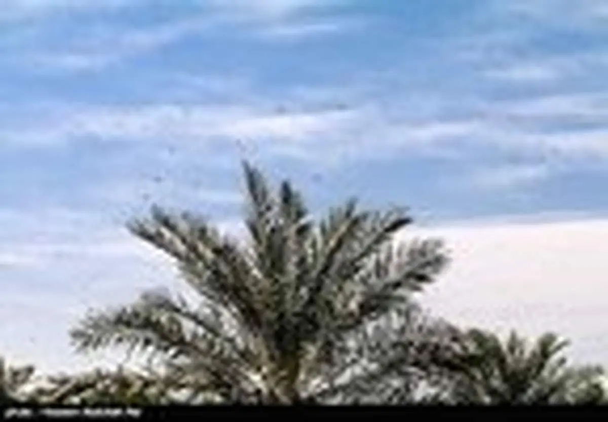 سم پاشی مزارع برای جلوگیری از آفت ملخ - آبادان