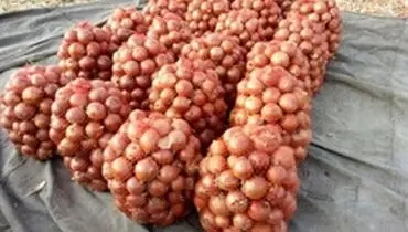 صادرات پیاز مشمول عوارض شد +سند