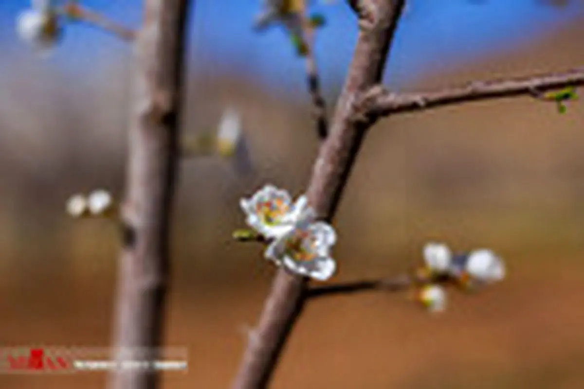 شکوفه‌های بهاری در کرمان