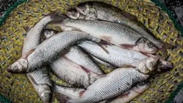 نرخ هر کیلو قزل آلا ۲۰ درصد کاهش یافت