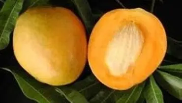خواص بی نظیر انبه برای انسان