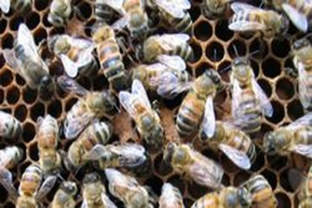 هدیه زنبور‌ها به یک ساختمان مسکونی در آمریکا