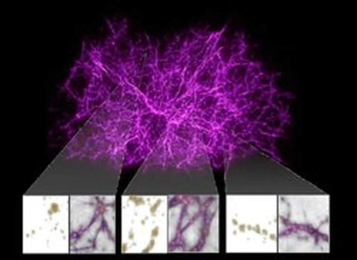 شباهت کیهان با یک تک سلولی+عکس