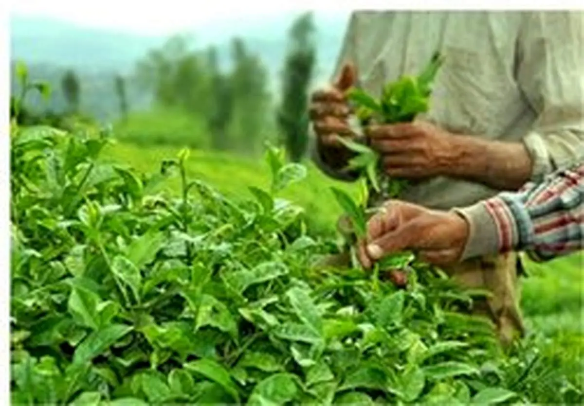 چای کرونا ندارد؛ نگران نباشید