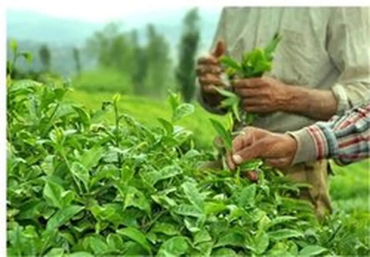 چای کرونا ندارد؛ نگران نباشید