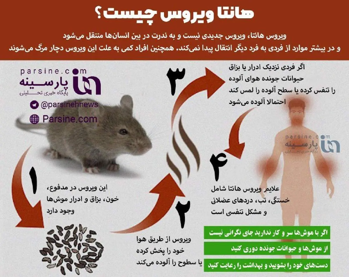 اینفوگرافی| هانتا ویروس چیست؟