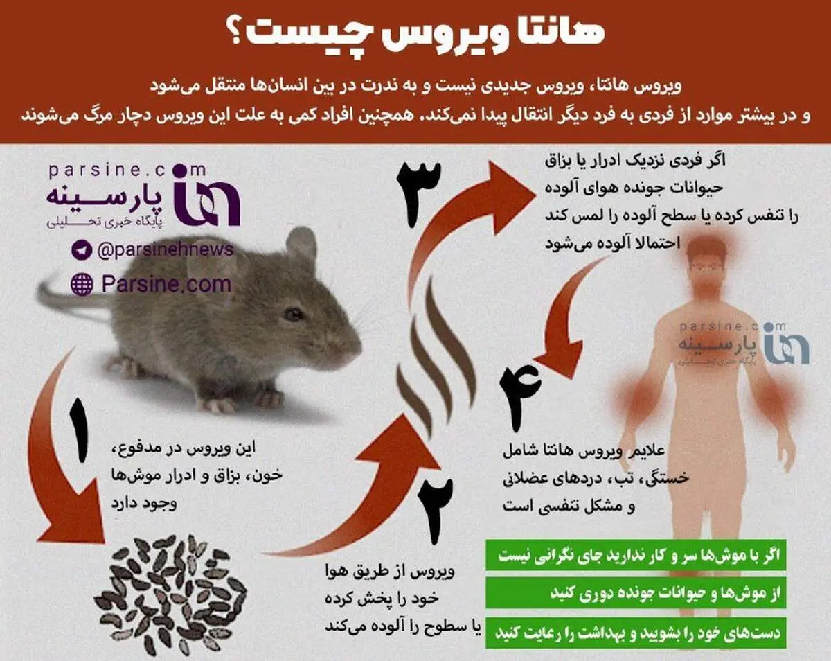 اینفوگرافی| هانتا ویروس چیست؟