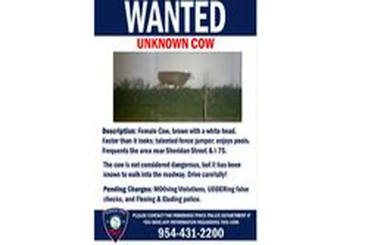 پلیس آمریکا یک گاو را تحت تعقیب قرار داد+عکس