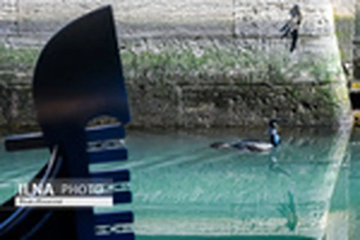 آب زلال و شفاف در کانال‌های ونیز به لطف قرنطینه کرونایی