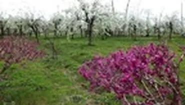 طبیعت بهاری باغات گلابی - گیلان