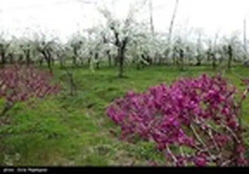 طبیعت بهاری ابهر زنجان