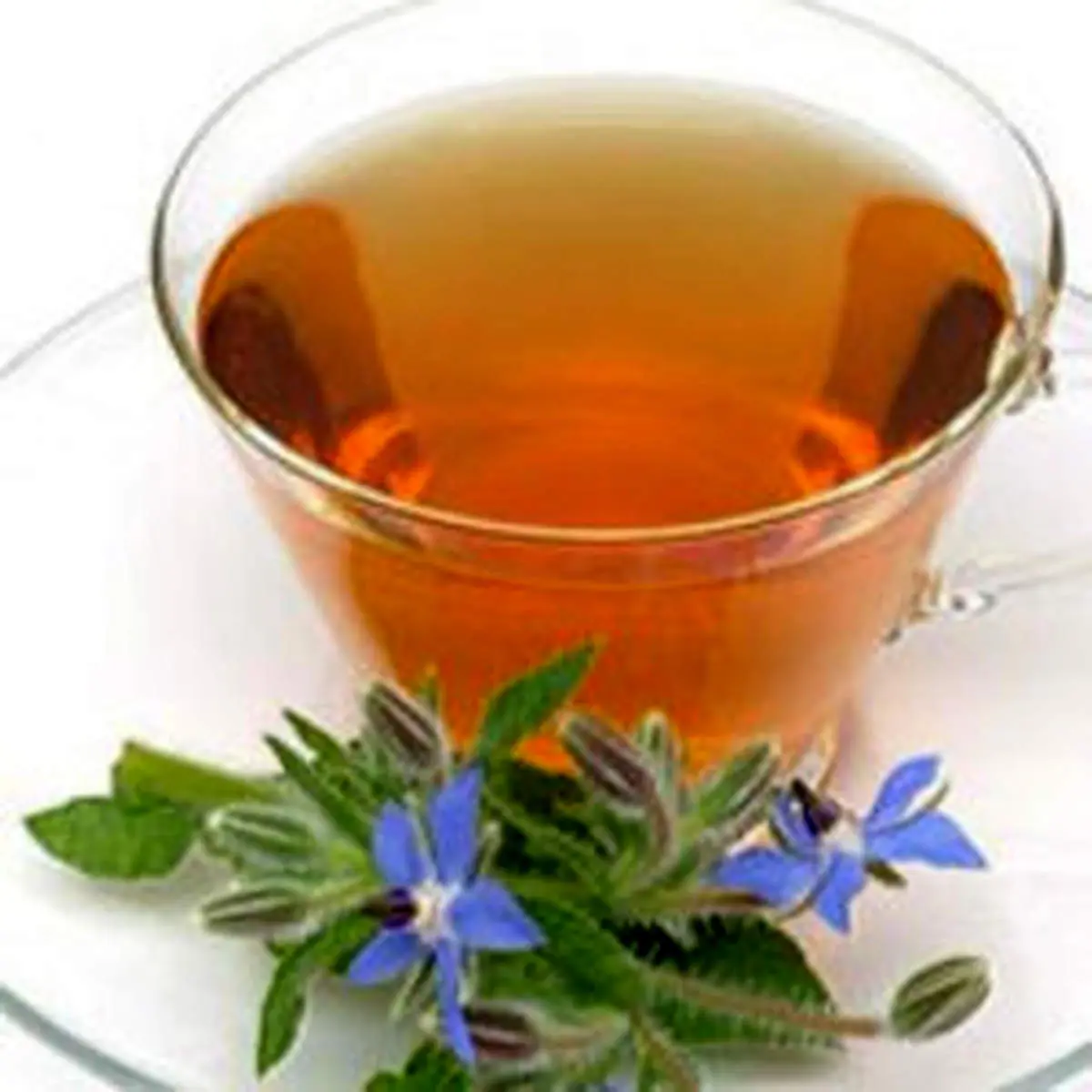 چه کسانی نمی‌توانند از دمنوش گل گاو زبان استفاده کنند؟