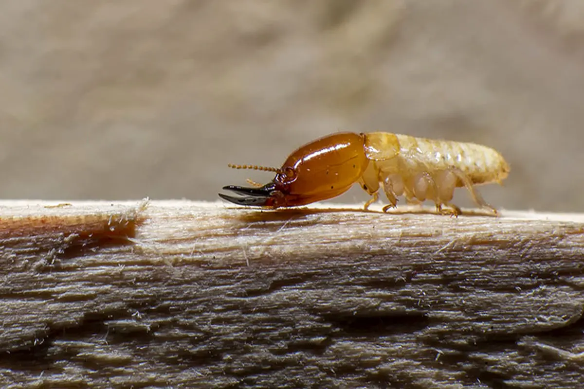 ویدیویی از لشگرکشی موریانه‌ها در مقابل مورچه‌ها