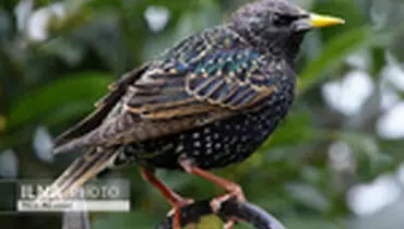 دنیای رنگارنگ پرندگان