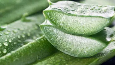 آلوئه‌ورا، تسکین طبیعی مشکل خارش در بیماران دیالیزی