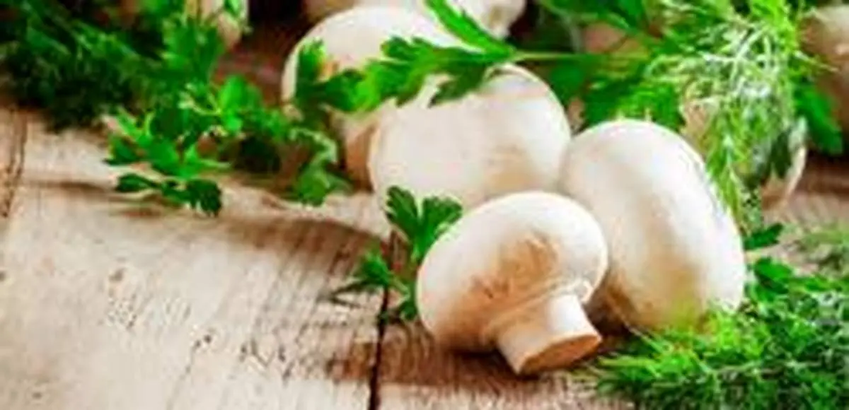 تنها راه تشخیص قارچ سمی و غیرسمی