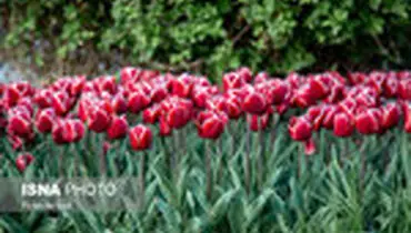 جشنواره گل‌های لاله در اراک