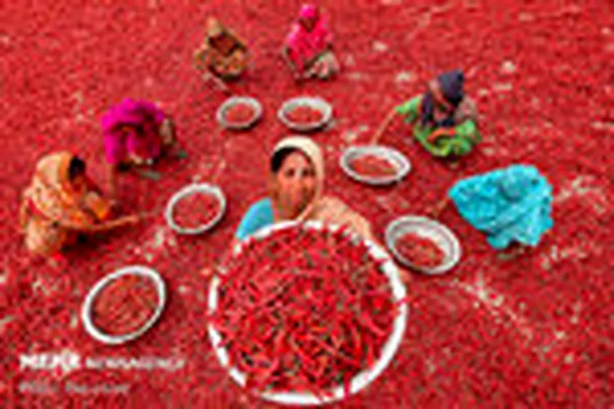 خشک کردن فلفل قرمز در بنگلادش