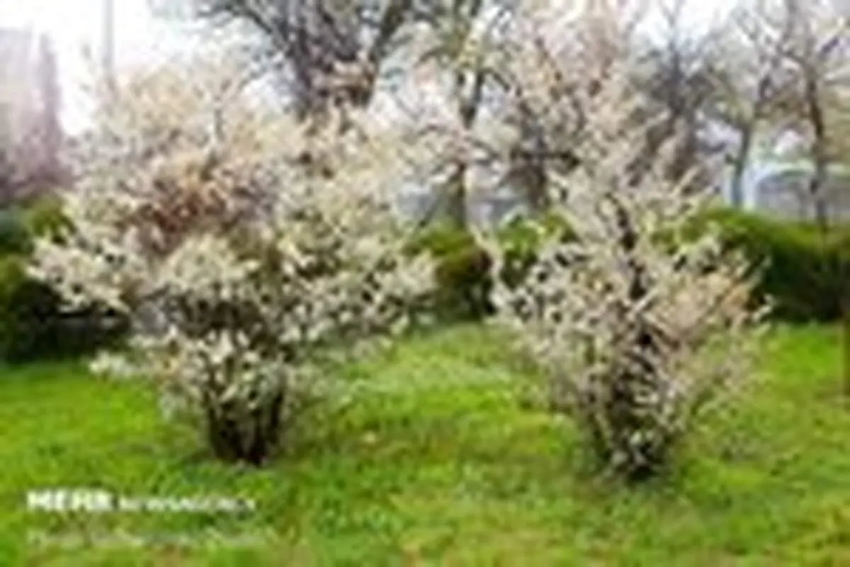 دامن پرگل بهار در اردبیل